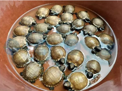 wildlife conservation India